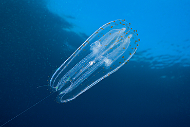 Comb Jellyfish, Ctenphora, Guadalupe Island, Mexico