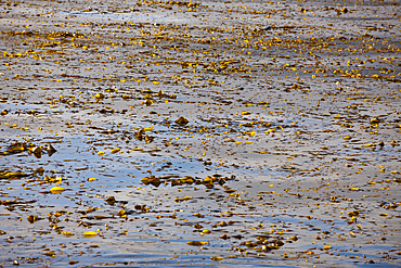 Kelp at Coast of Cedros, Macrocystis pyrifera, Cedros Island, Mexico