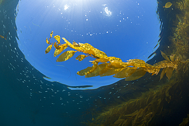 Kelp Forest Giant Kelp, Macrocystis pyrifera, San Benito Island, Mexico