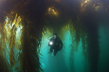 Scuba Diving in Kelp Forest, Macrocystis pyrifera, San Benito Island, Mexico