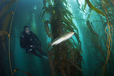 Scuba Diver and Kelp Bass, Paralabrax clathratus, San Benito Island, Mexico