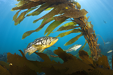 Kelp Bass in Kelp Forest, Paralabrax clathratus, San Benito Island, Mexico