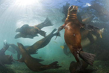 California Sea Lion, Zalophus californianus, San Benito Island, Mexico