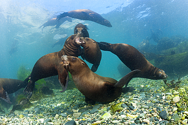 California Sea Lion, Zalophus californianus, San Benito Island, Mexico