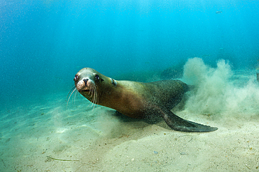 California Sea Lion, Zalophus californianus, San Benito Island, Mexico