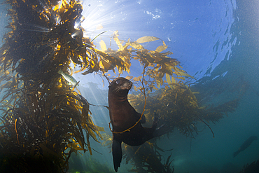 California Sea Lion in Kelp Forest, Zalophus californianus, San Benito Island, Mexico