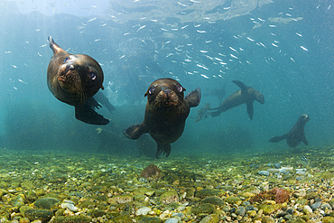 California Sea Lion, Zalophus californianus, San Benito Island, Mexico