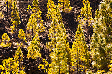 Canary Island Pines at Teide National Park, Pinus canariensis, Tenerife, Spain