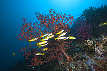 Shoal of Bigeye Snapper, Lutjanus lutjanus, Triton Bay, West Papua, Indonesia