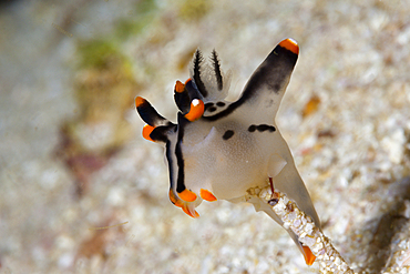 Neon Sea Slug, Thecacera picta, Triton Bay, West Papua, Indonesia