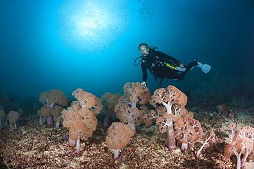 Scuba Diver and Soft corals, Umbellulifera sp., Triton Bay, West Papua, Indonesia