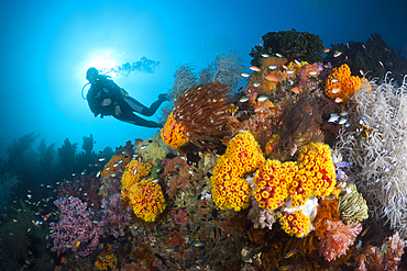 Scuba Diver and colored Coral Reef, Triton Bay, West Papua, Indonesia