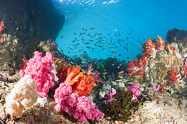 Colored Coral Reef, Triton Bay, West Papua, Indonesia