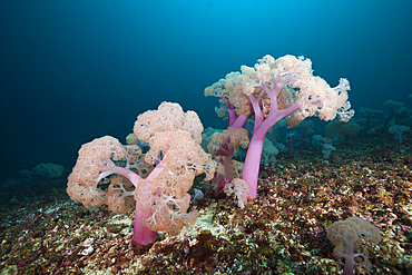 Soft Coral, Umbellulifera sp., Triton Bay, West Papua, Indonesia