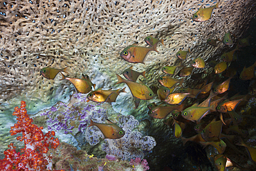 Copper Sweeper, Pempheris oualensis, Triton Bay, West Papua, Indonesia