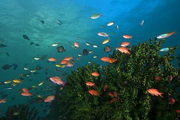 Lyretail Anthias, Pseudanthias squamipinnis, Triton Bay, West Papua, Indonesia