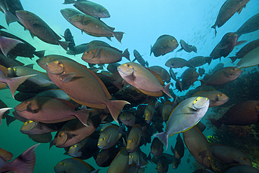 Shoal of Elongate Surgeonfish, Acanthurus mata, Triton Bay, West Papua, Indonesia