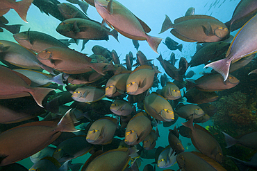 Shoal of Elongate Surgeonfish, Acanthurus mata, Triton Bay, West Papua, Indonesia