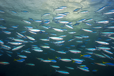 Shoal of Neon Fusilier, Pterocaesio tile, Triton Bay, West Papua, Indonesia