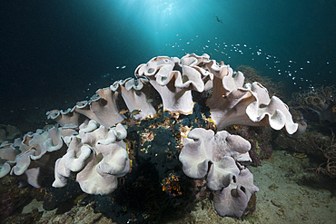 Mushroom Soft Coral in Reef, Sarcophyton sp., Triton Bay, West Papua, Indonesia