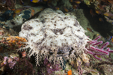 Tasseled Wobbegong, Eucrossorhinchus dasypogon, Triton Bay, West Papua, Indonesia