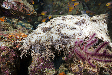 Tasseled Wobbegong, Eucrossorhinchus dasypogon, Triton Bay, West Papua, Indonesia