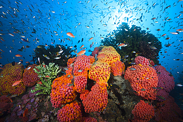 Reef of Orange Cup Corals, Tubastrea coccinea, Triton Bay, West Papua, Indonesia