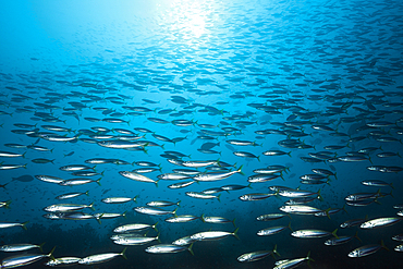 Shoal of Deep-bodied Round Scad, Decapterus maruadsi, Triton Bay, West Papua, Indonesia