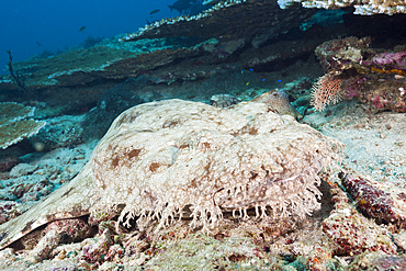 Tasseled Wobbegong, Eucrossorhinchus dasypogon, Triton Bay, West Papua, Indonesia