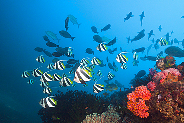 Longfin Bannerfish over Coral Reef, Heniochus acuminatus, Triton Bay, West Papua, Indonesia