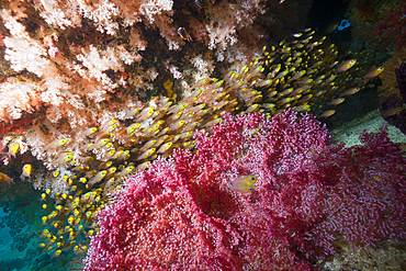 Shoal of Pygmy Sweeper, Parapriacanthus ransonneti, Triton Bay, West Papua, Indonesia