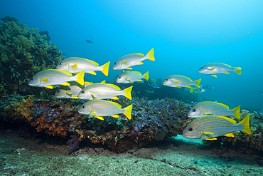 Celebes Sweetlips, Plectorhinchus chrysotaenia, Triton Bay, West Papua, Indonesia