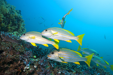 Celebes Sweetlips, Plectorhinchus chrysotaenia, Triton Bay, West Papua, Indonesia