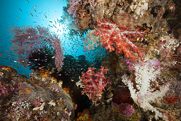 Soft Corals in Coral Reef, Triton Bay, West Papua, Indonesia