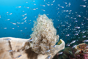 Red Spot Cardinalfish surrounding Featherstar, Apogon parvulus, Triton Bay, West Papua, Indonesia