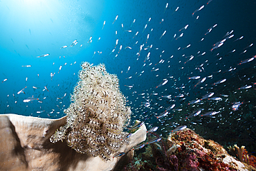 Red Spot Cardinalfish surrounding Featherstar, Apogon parvulus, Triton Bay, West Papua, Indonesia