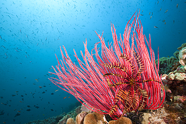 Red Whip Coral, Ellisella ceratophyta, Triton Bay, West Papua, Indonesia