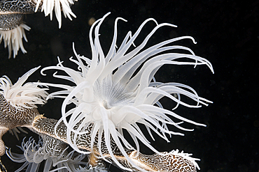 Colonising Anemone, Nemanthus annamensis, Triton Bay, West Papua, Indonesia