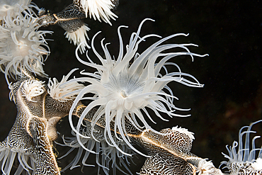 Colonising Anemone, Nemanthus annamensis, Triton Bay, West Papua, Indonesia