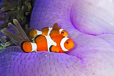 Clown Anemonefish, Amphiprion ocellaris, Triton Bay, West Papua, Indonesia