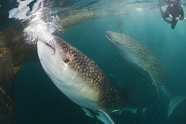 Feeding Whale Shark, Rhincodon typus, Triton Bay, West Papua, Indonesia