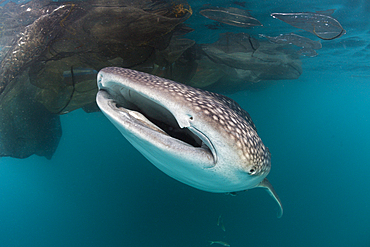 Whale Shark under Fishing Platform, Rhincodon typus, Triton Bay, West Papua, Indonesia