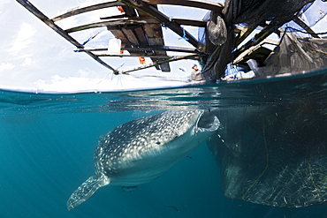 Fisherman feeds Whale Shark, Rhincodon typus, Triton Bay, West Papua, Indonesia