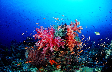 Coral reef, Indonesia, Indian Ocean, Komodo National Park