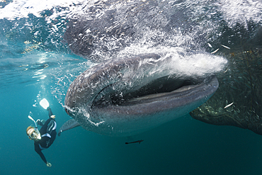 Snorkeling near Whale Shark, Rhincodon typus, Triton Bay, West Papua, Indonesia