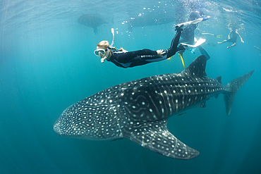 Snorkeling near Whale Shark, Rhincodon typus, Triton Bay, West Papua, Indonesia