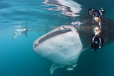 Snorkeling near Whale Shark, Rhincodon typus, Triton Bay, West Papua, Indonesia