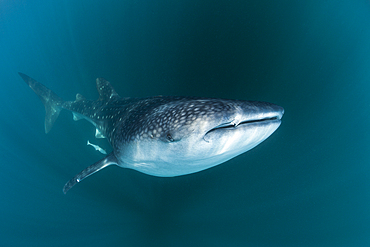 Whale Shark, Rhincodon typus, Triton Bay, West Papua, Indonesia