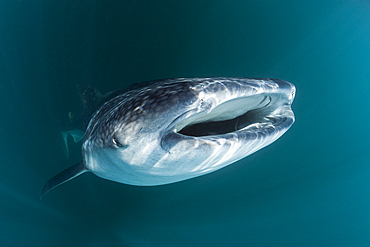 Whale Shark, Rhincodon typus, Triton Bay, West Papua, Indonesia