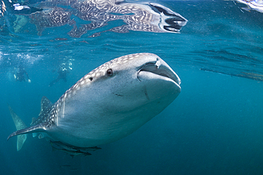 Whale Shark, Rhincodon typus, Triton Bay, West Papua, Indonesia